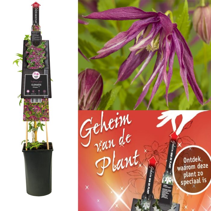 Clematis Octopus PBR secret of the plant DE, D 17