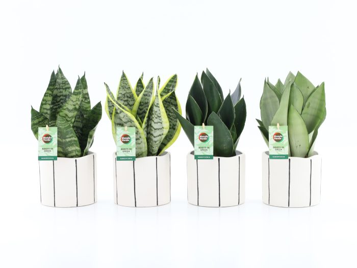 Sansevieria Mix in Banksy keramiek, D 13