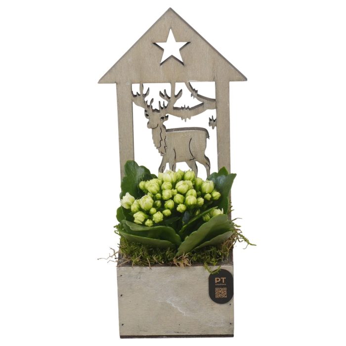 PTCHG4708 Arrangement Christmas Gold in houten pot, D 9