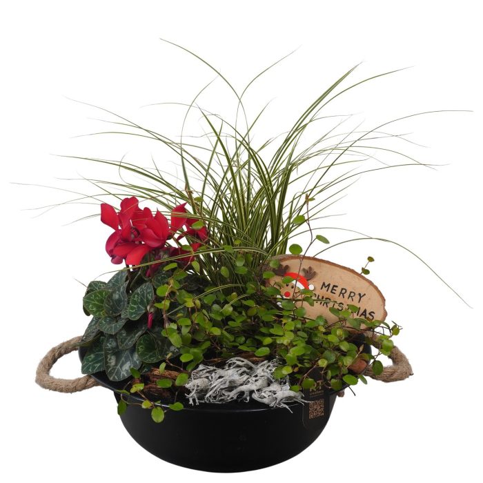 PTCHO5492 Arrangement Christmas Outdoor in metalen schaal, D 24