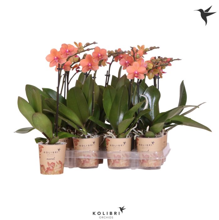 Kolibri Orchids Phalaenopsis Orange 1 spike, D 9