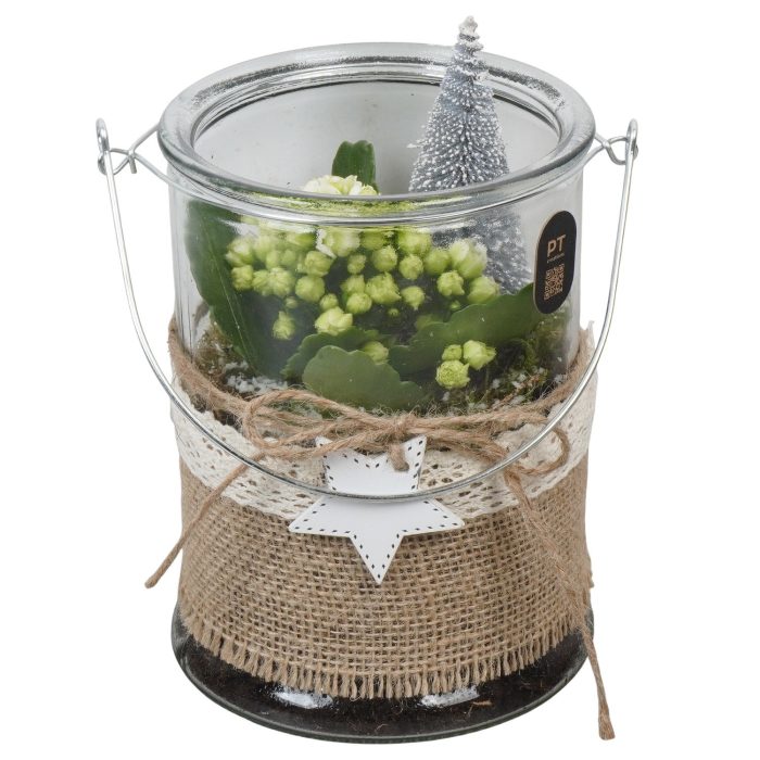 PTCHW7931 Arrangement Christmas White in glazen vaas, D 14