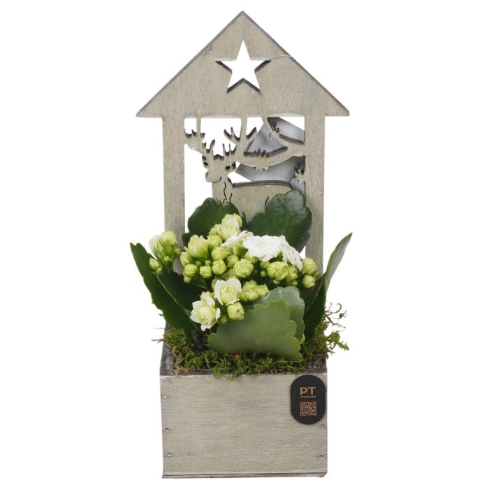 PTCHW7950 Arrangement Christmas White in houten bak, D 9
