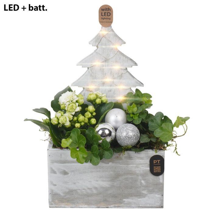 PTCHW7955 Arrangement Christmas White in houten bak met LED, D 15
