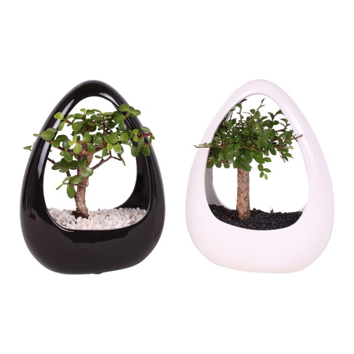 Bonsai Mixed pot ø12cm in ø19cm Ikebana Ceramic Black/White, D 19
