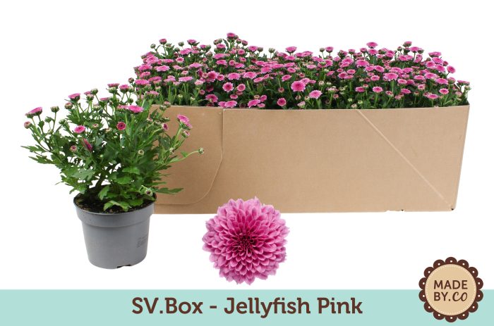 Chrysant Jellyfish Pink in SV.Box, D 12