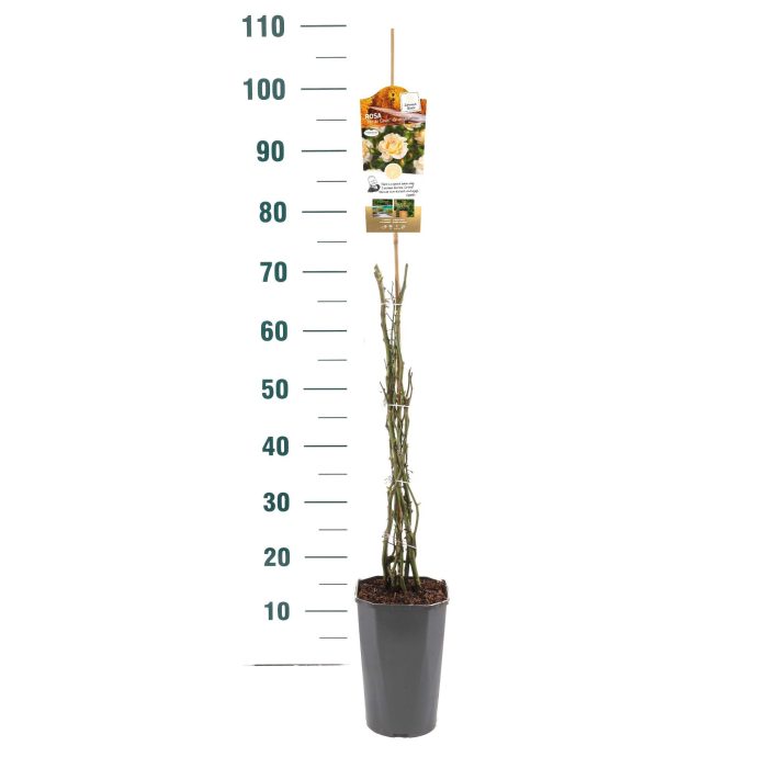 Rosa 'Pas de Deux' - Klim - C3rp - Exclusive Collection, D 19