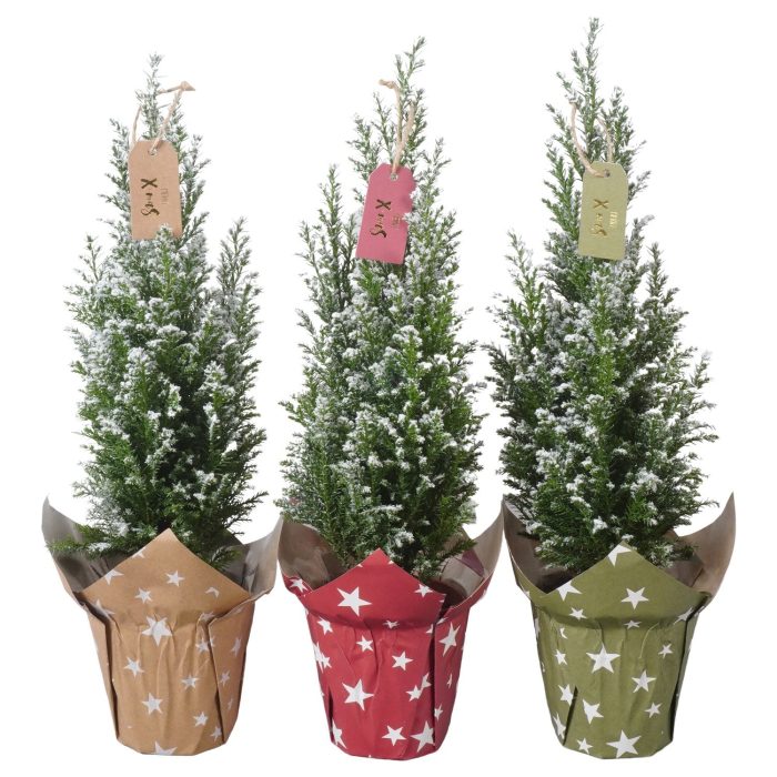 PTK26716 Ellwoodii met sneeuw in papieren potcover mix met decoratie, D 9