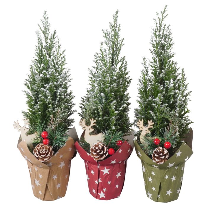 PTK26720 Ellwoodii met sneeuw in papieren potcover mix met deoratie, D 9