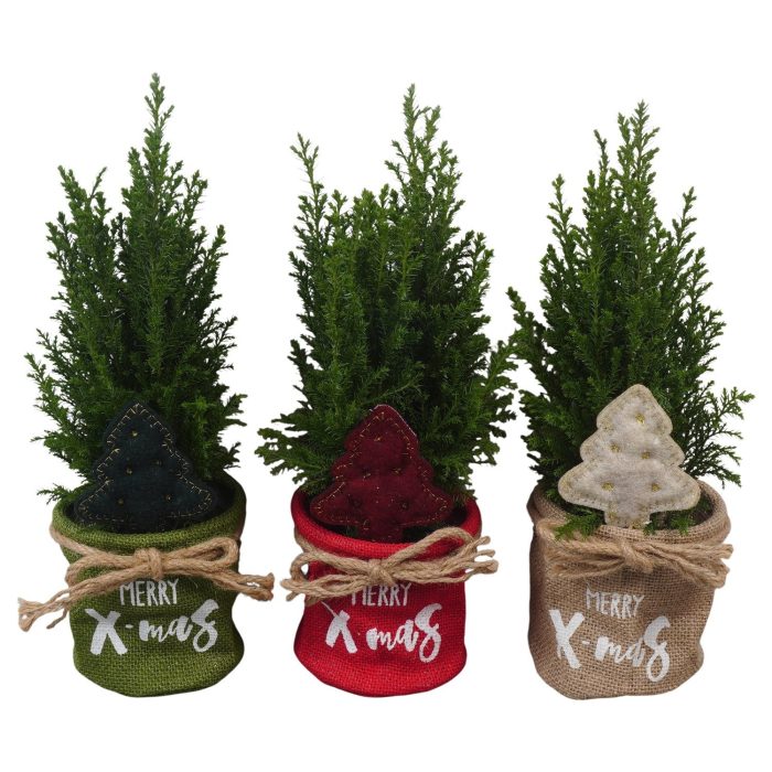 PTK26743 Ellwoodii in jute mix met decoratie, D 11