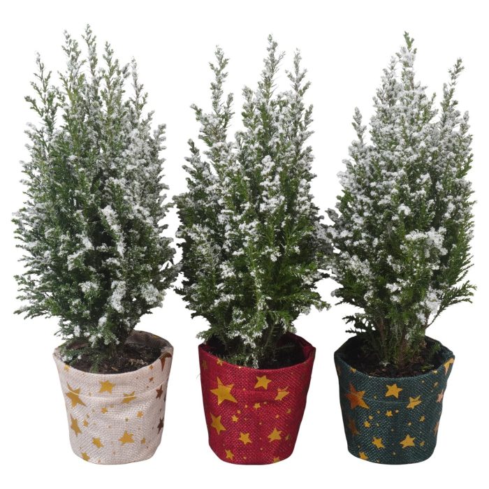PTK26754 Ellwoodii met sneeuw in jute potcover mix, D 9