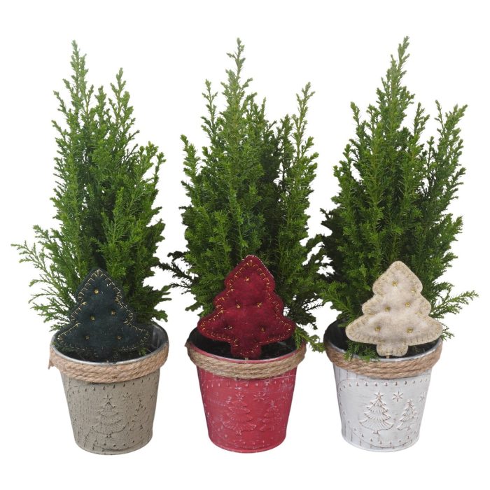 PTK26763 Ellwoodii in zink mix met decoratie, D 10