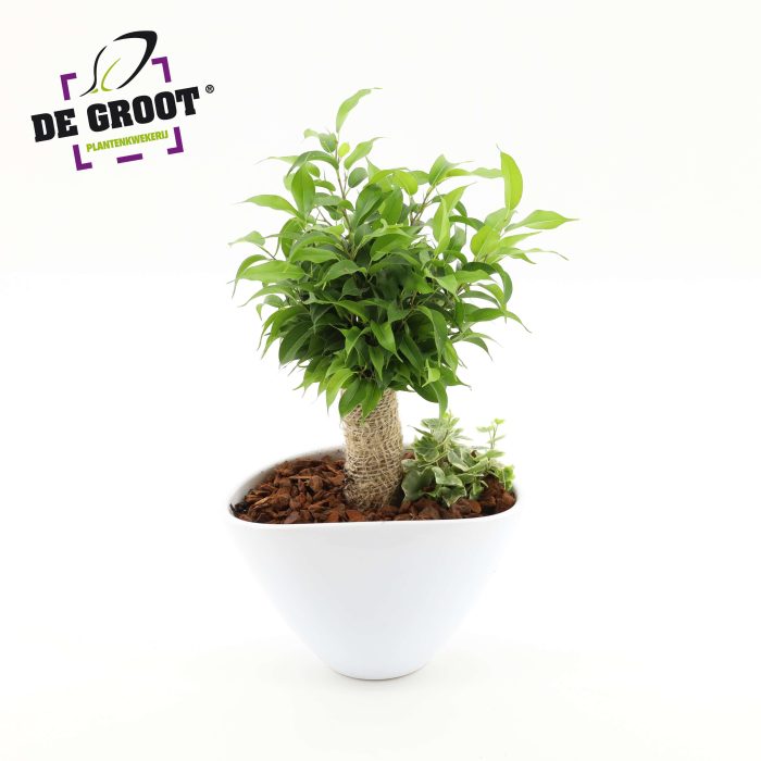 Arrangement Jute stam in enveloppot, D 18