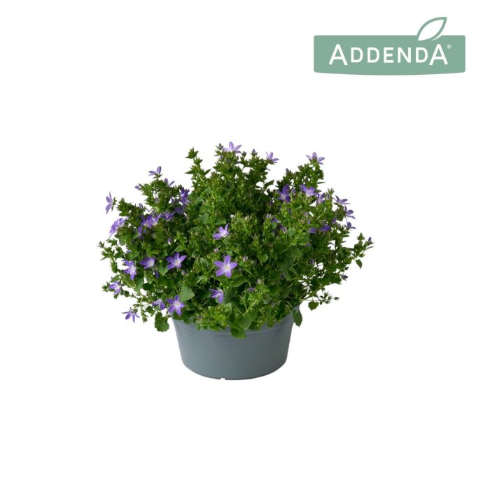 Campanula Adansa Purple Schaal 20 cm, D 20