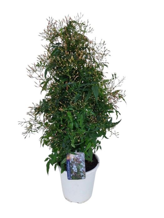 Jasminum Polyanthum pyramide, D 17