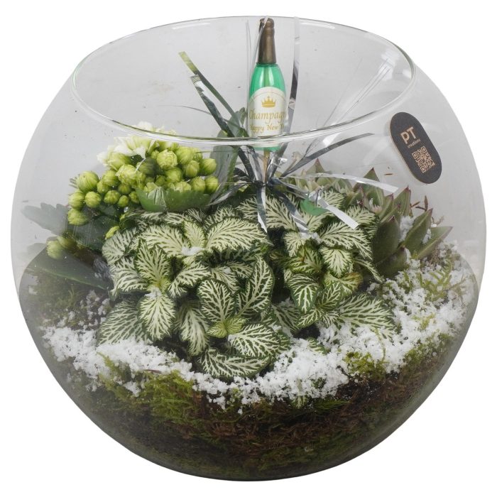 PTON6738 Arrangement New Year in glazen vissenkom, D 20