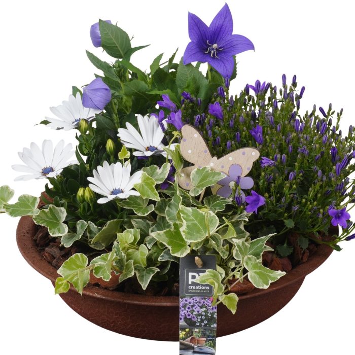 PTPP6866 Arrangement Patio in metalen schaal, D 29