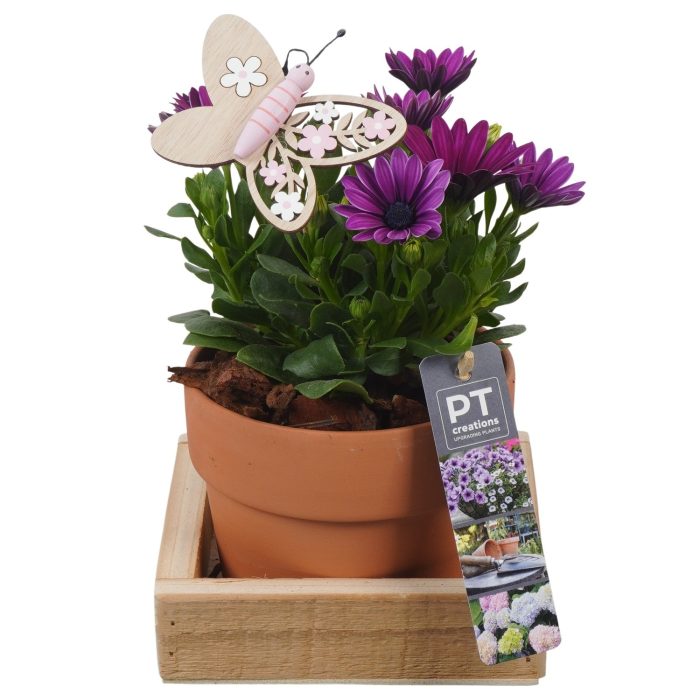 PTPP6918 Arrangement Patio in terracotta pot met hout, D 14