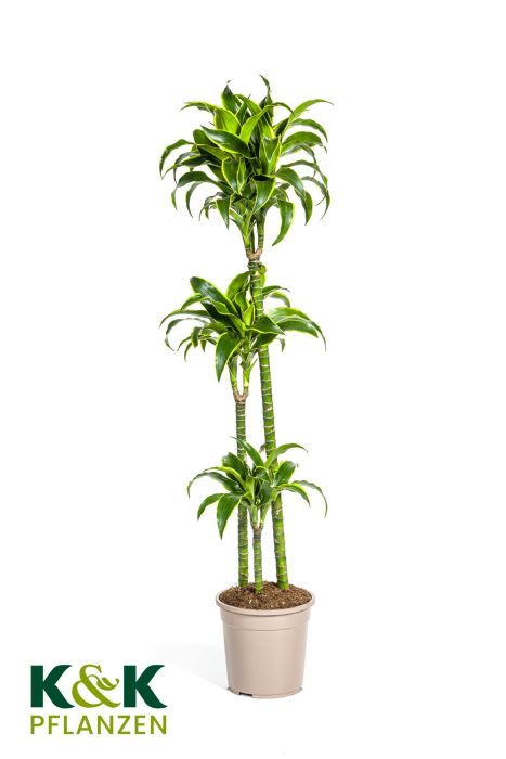 Dracaena deremensis Dorado T24, D 24