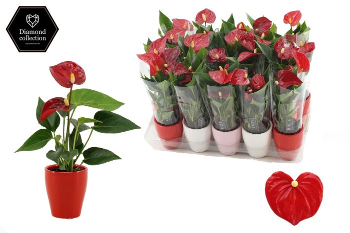 Anthurium 6 cm Micra in Carly love ceramics, D 6