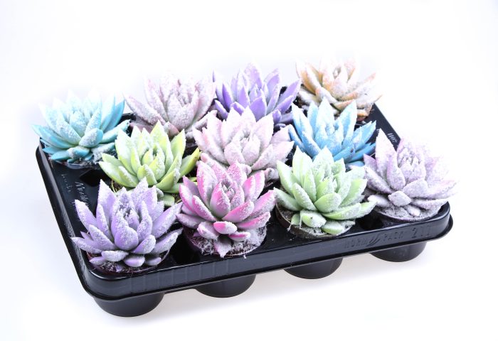 Rainbow Bio snow, D 8,5