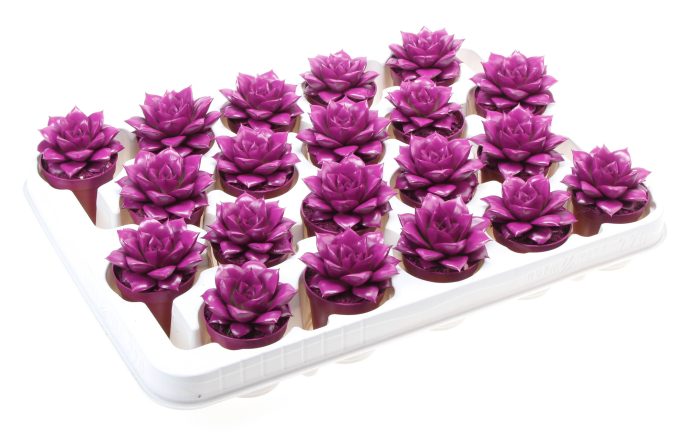 Rainbow purper purple 512, D 5,5