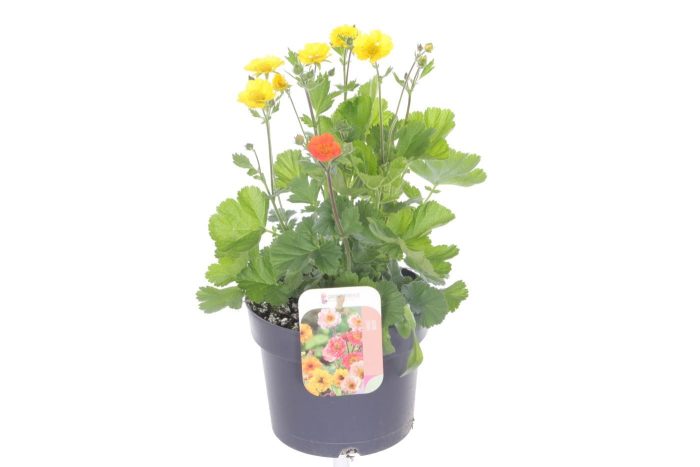 Geum coccineum Tosai Yellow, D 17