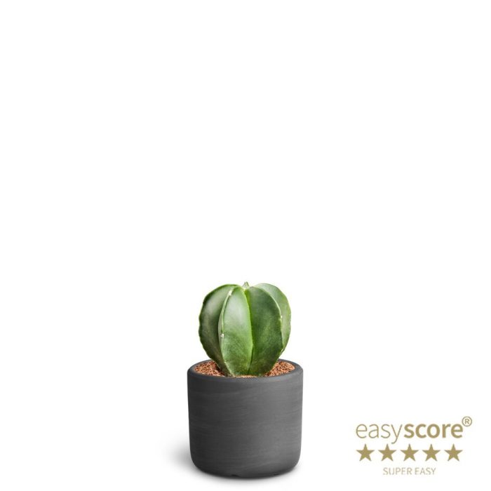 Raw Black, Cactus astrophytum, D 7