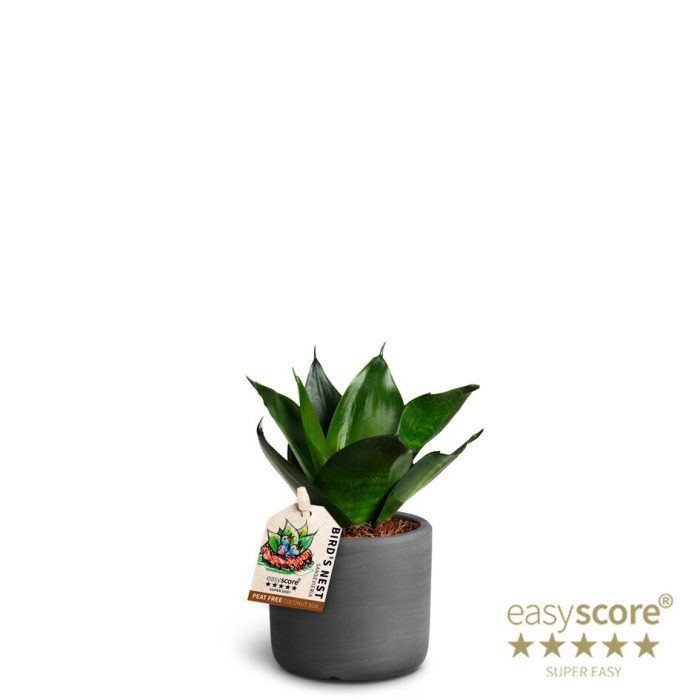 Raw Black, Sansevieria Hahnii, D 7
