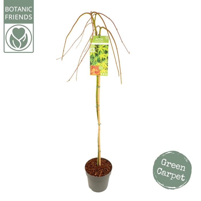 Acer palm. 'Ryusen' ®, D 24