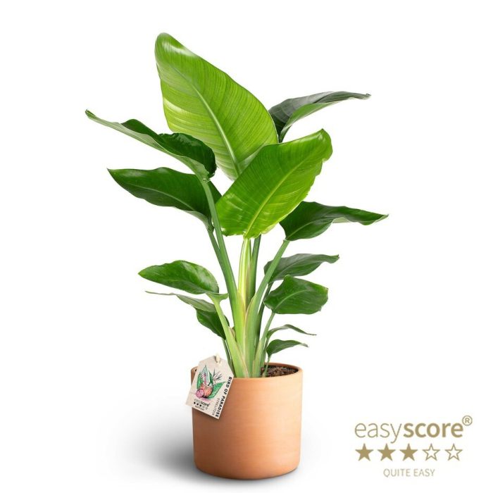 Raw Terracotta, Strelitzia nicolai, D 19