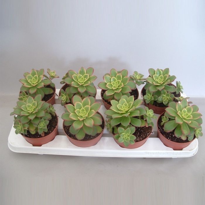 Aeonium Tricolor ('Kiwi'), D 12