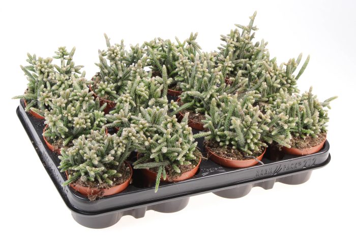 Rhipsalis Horrida, D 8,5