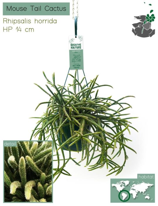 Rhipsalis Horrida HP14, D 14