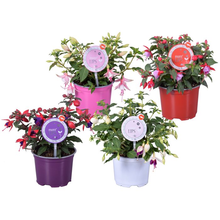 MoreLIPS® Fuchsia Bella gemengd mixtray, D 12