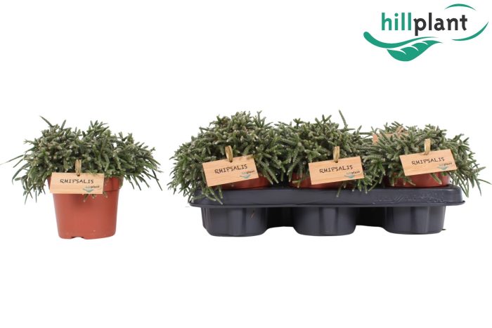 Rhipsalis pilocarpa 12 cm, D 12