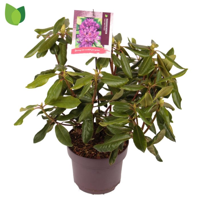 Rhododendron 'Lee's Dark Purple' C5/P23, D 23