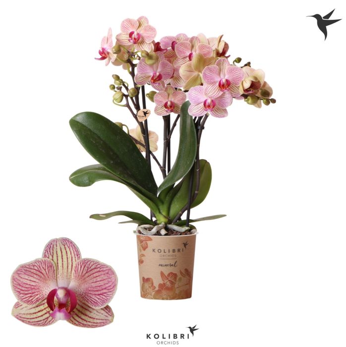 Kolibri Orchids Phalaenopsis Nepal 3 spike, D 9