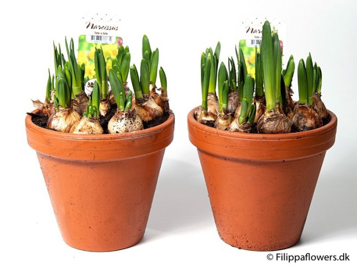 NARCISSUS CYCLAMINEUS Clay Pot, D 17