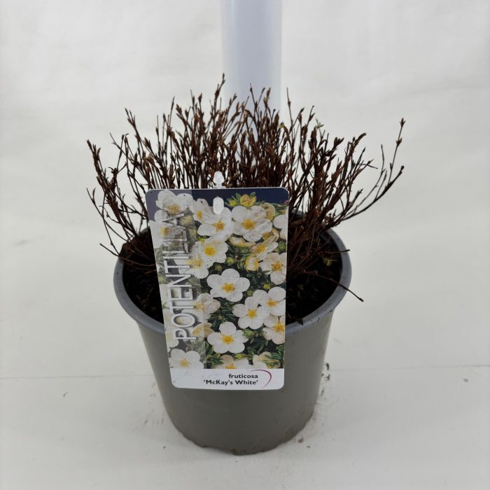 Potentilla fruticosa 'McKay's White', D 19