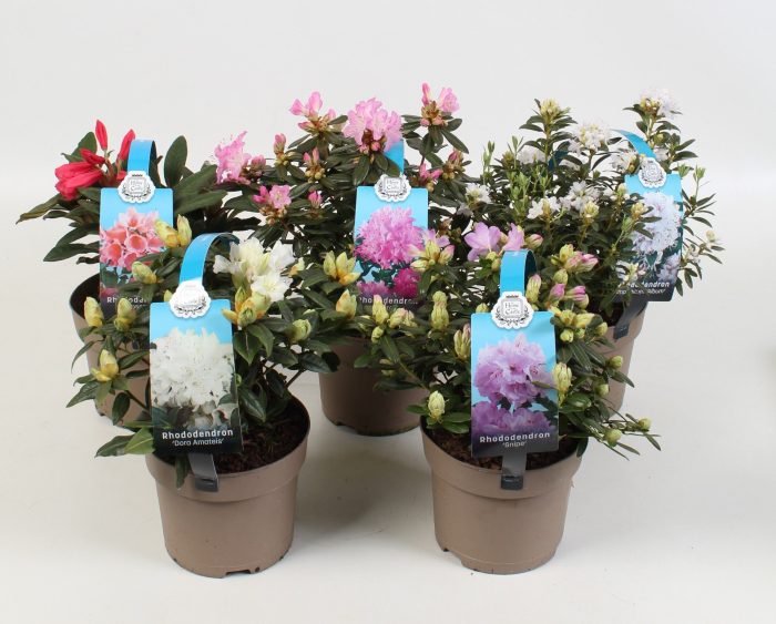 Rhododendron hippophaeoides met draagbeugel, D 15