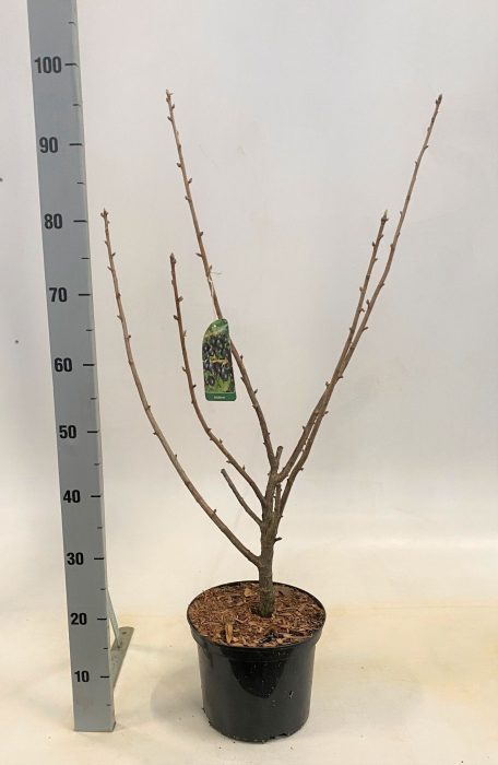 Ribes Josterbeere, D 23