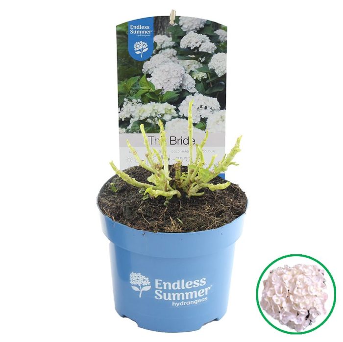 Hydrangea macr. Endless Summer® 'The Bride' C2 (17cm.), D 17