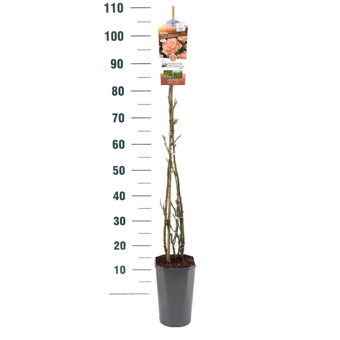 Rosa 'Bonita Renaissance' - Klim - C3rp - Exclusive Collection, D 19