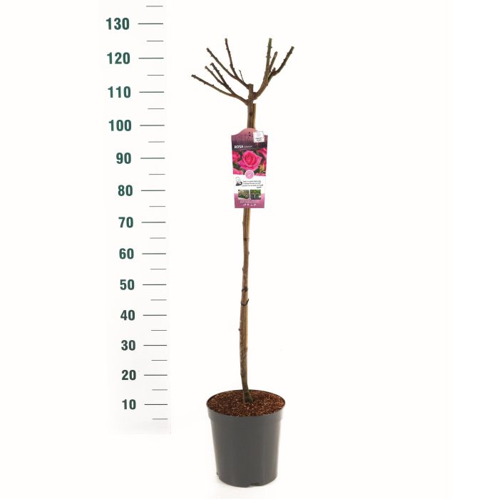 Rosa 'Criterion' - 90 Stam - Basic Collection, D 24