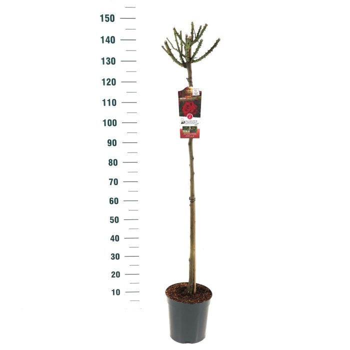 Rosa 'Dame de Coeur' - 110 Stam - Basic Collection, D 24