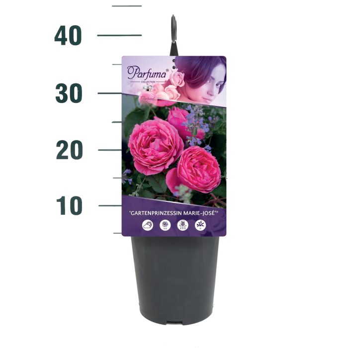 Rosa 'Gartenprinzessin Marie-José' - Struik - C3rp - Parfuma, D 19