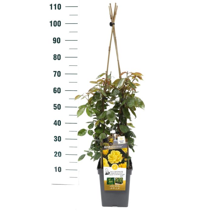 Rosa 'Golden Showers' - Klim - VP5 - Exclusive Collection, D 23