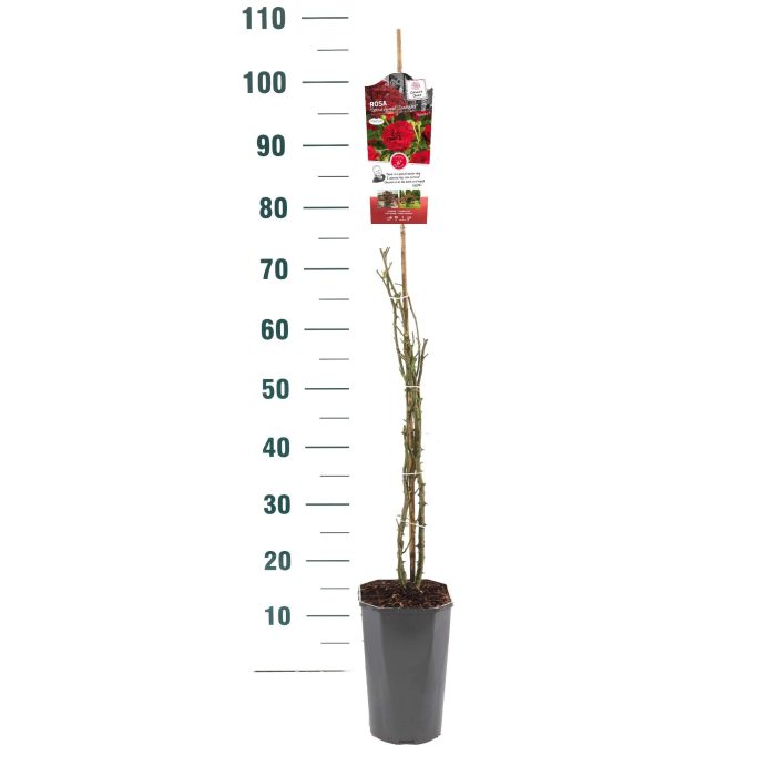 Rosa 'Grand Award' - Klim - C3rp - Exclusive Collection, D 19