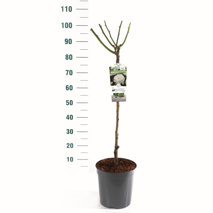 Rosa 'Helga' - 60 Stam - Basic Collection, D 24